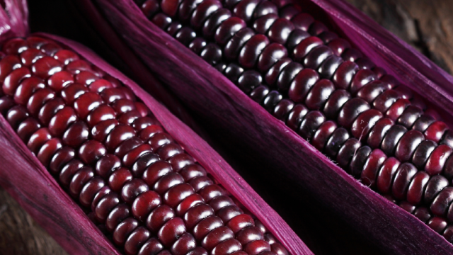 The Power of Purple: Unveiling the Health Benefits of Anthocyanins in Purple Corn