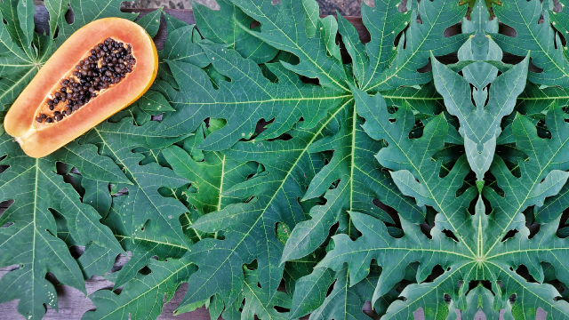 The Papaya Leaf: A Natural Approach to Blood Health